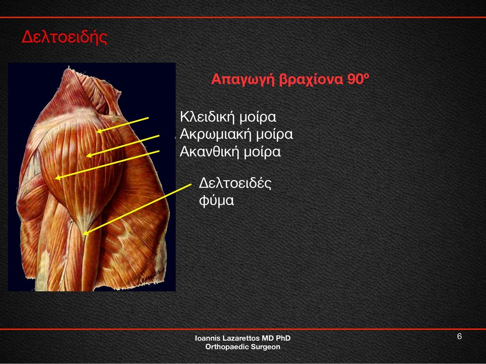 μοίρα Ακρωμιακή μοίρα