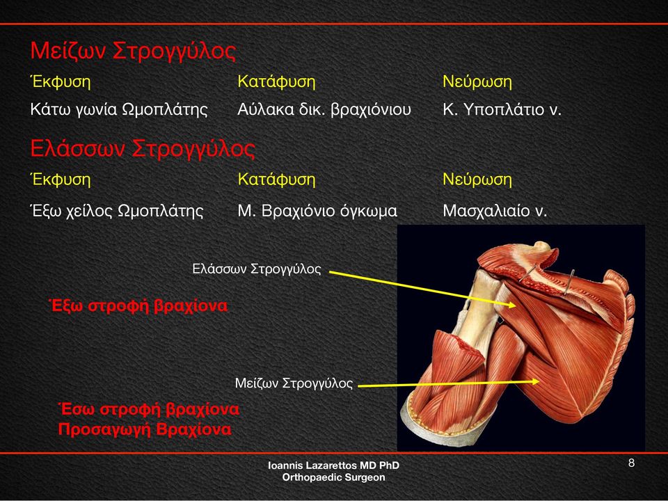 Ελάσσων Στρογγύλος Έκφυση Κατάφυση Νεύρωση Έξω χείλος Ωμοπλάτης Μ.