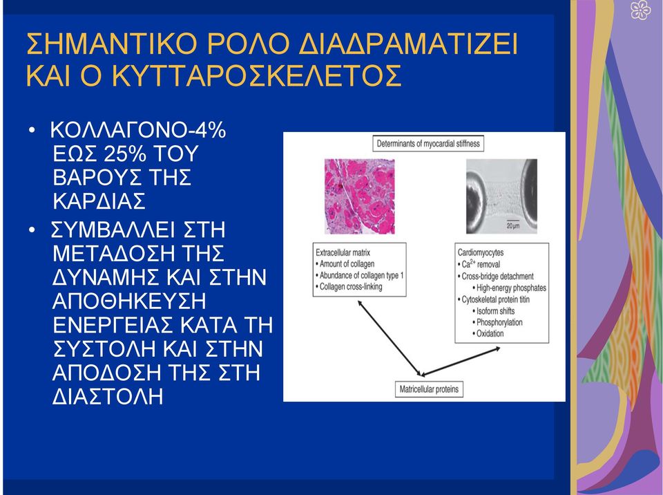 ΣΥΜΒΑΛΛΕΙ ΣΤΗ ΜΕΤΑΔΟΣΗ ΤΗΣ ΔΥΝΑΜΗΣ ΚΑΙ ΣΤΗΝ