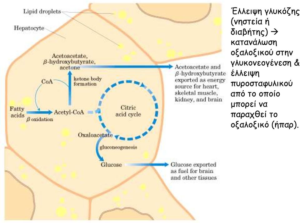 γλυκονεογένεση & έλλειψη πυροσταφυλικού