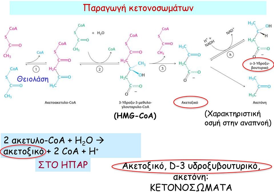 ακετυλο-coa + H 2 O ακετοξικό + 2 CoA + Η +