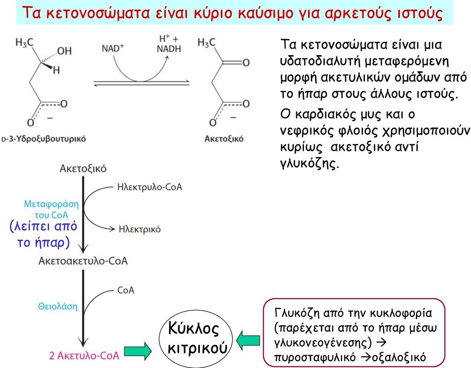 Ο καρδιακός μυς και ο νεφρικός φλοιός χρησιμοποιούν κυρίως ακετοξικό αντί γλυκόζης.