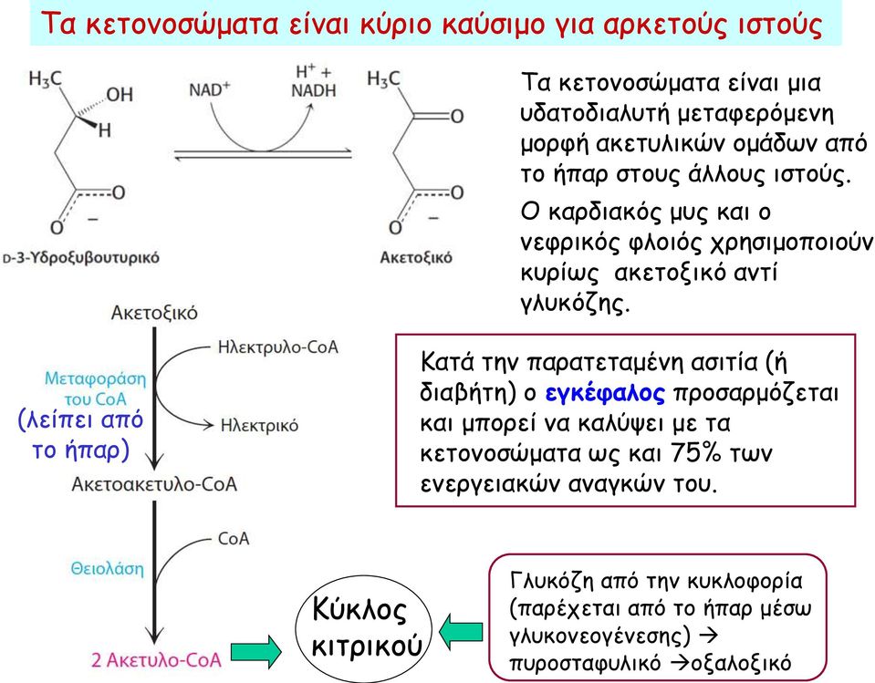 (λείπει από το ήπαρ) Κατά την παρατεταμένη ασιτία (ή διαβήτη) ο εγκέφαλος προσαρμόζεται και μπορεί να καλύψει με τα κετονοσώματα ως