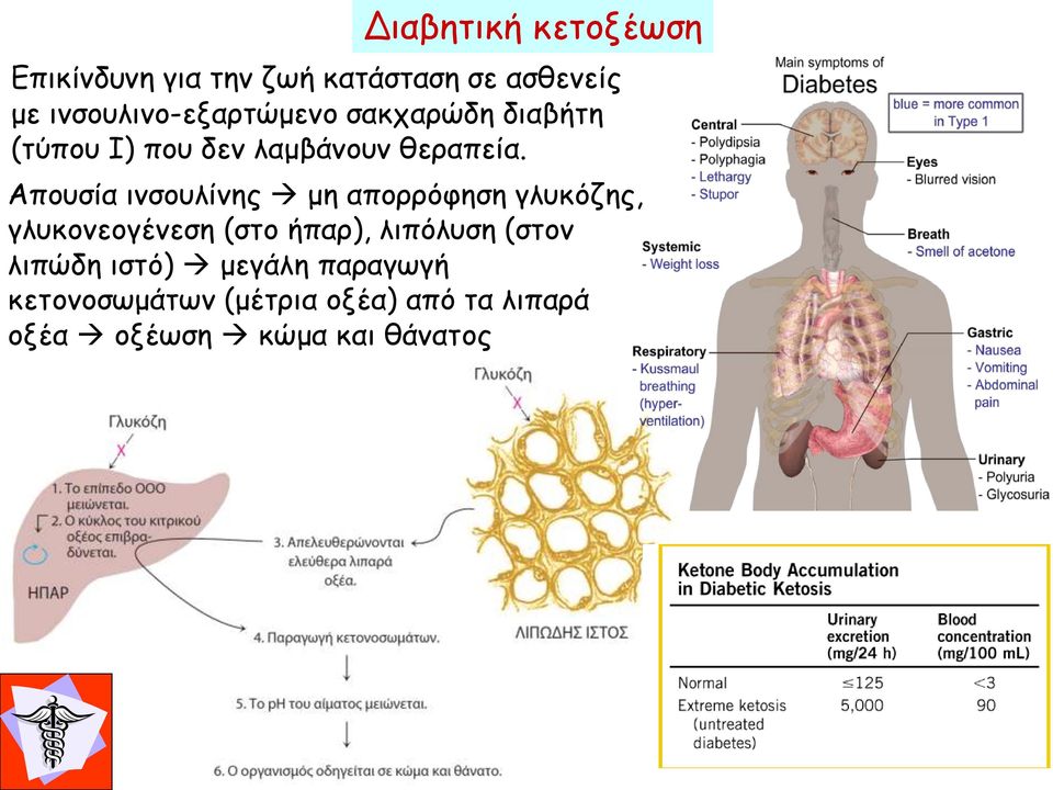 Απουσία ινσουλίνης μη απορρόφηση γλυκόζης, γλυκονεογένεση (στο ήπαρ), λιπόλυση