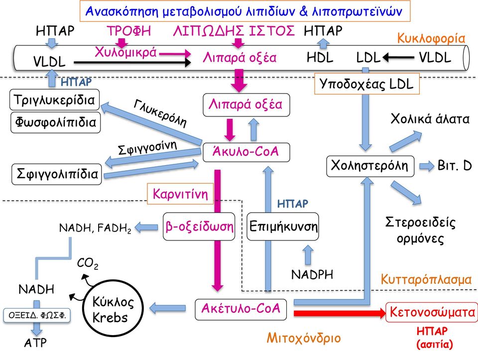 Λιπαρά οξέα Άκυλο-CoA ΗΠΑΡ Επιμήκυνση Υποδοχέας LDL Χοληστερόλη Χολικά άλατα Βιτ.