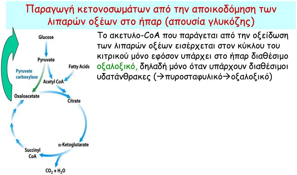 οξέων εισέρχεται στον κύκλου του κιτρικού μόνο εφόσον υπάρχει στο ήπαρ