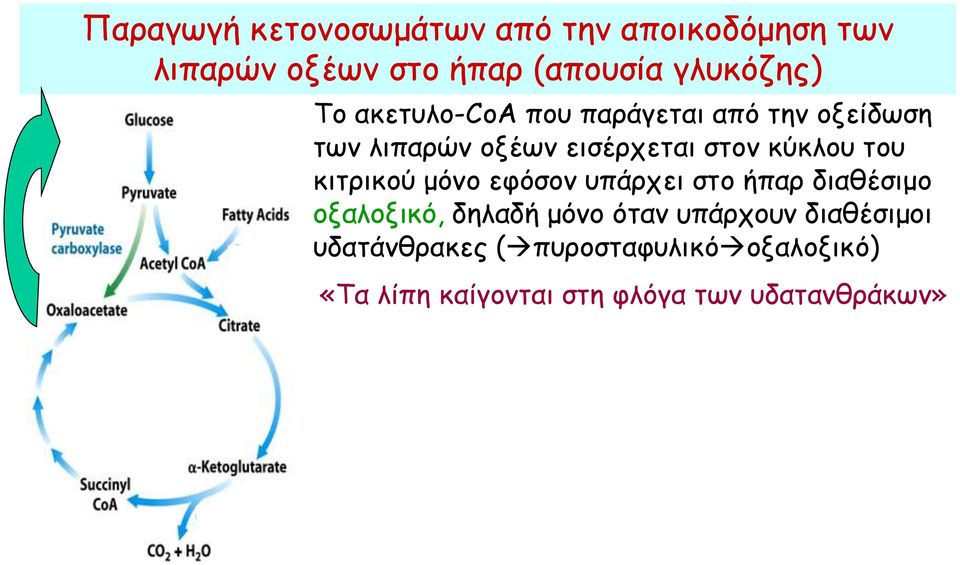 κιτρικού μόνο εφόσον υπάρχει στο ήπαρ διαθέσιμο οξαλοξικό, δηλαδή μόνο όταν υπάρχουν