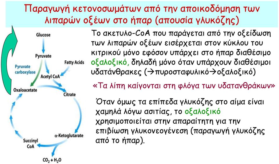 υπάρχουν διαθέσιμοι υδατάνθρακες ( πυροσταφυλικό οξαλοξικό) «Τα λίπη καίγονται στη φλόγα των υδατανθράκων» Όταν όμως τα επίπεδα