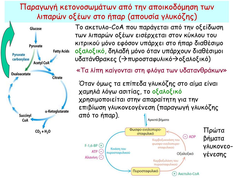 υδατάνθρακες ( πυροσταφυλικό οξαλοξικό) «Τα λίπη καίγονται στη φλόγα των υδατανθράκων» Όταν όμως τα επίπεδα γλυκόζης στο αίμα είναι χαμηλά