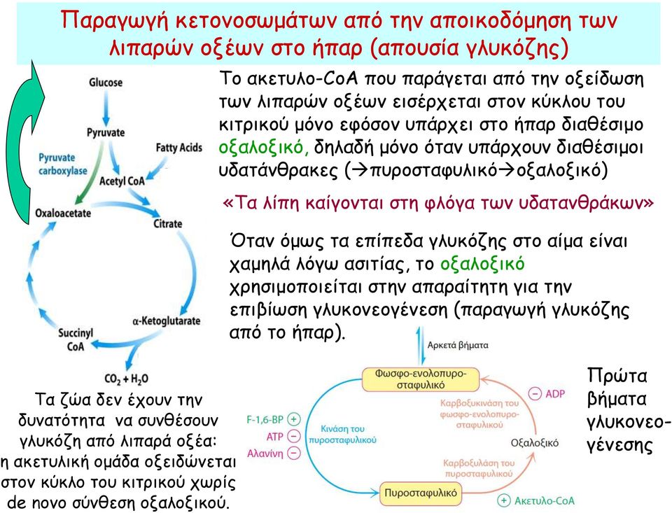 υδατανθράκων» Όταν όμως τα επίπεδα γλυκόζης στο αίμα είναι χαμηλά λόγω ασιτίας, το οξαλοξικό χρησιμοποιείται στην απαραίτητη για την επιβίωση γλυκονεογένεση (παραγωγή γλυκόζης από