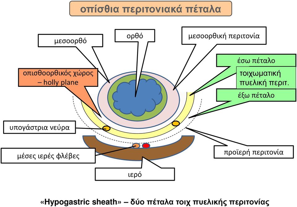 περιτ.