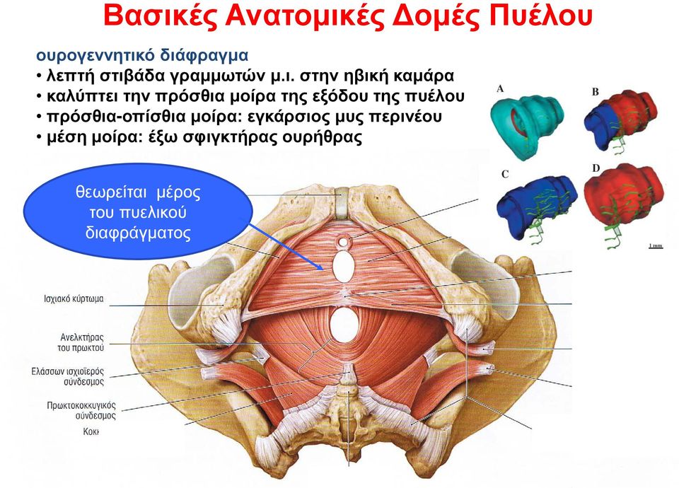 της εξόδου της πυέλου πρόσθια-οπίσθια μοίρα: εγκάρσιος μυς περινέου