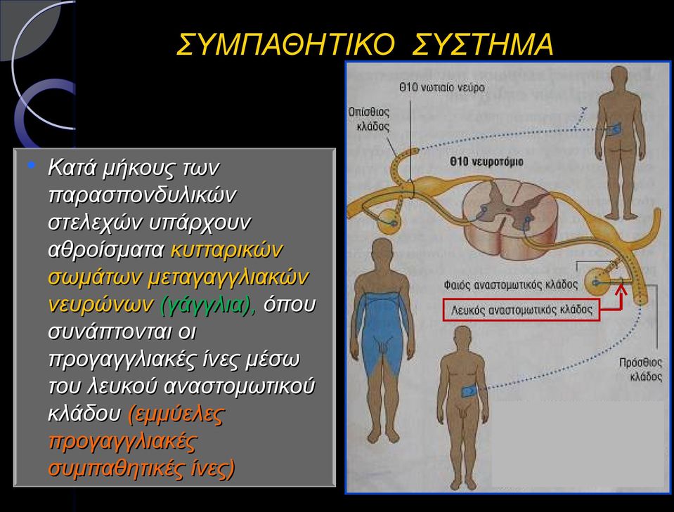 (γάγγλια), όπου συνάπτονται οι προγαγγλιακές ίνες μέσω του