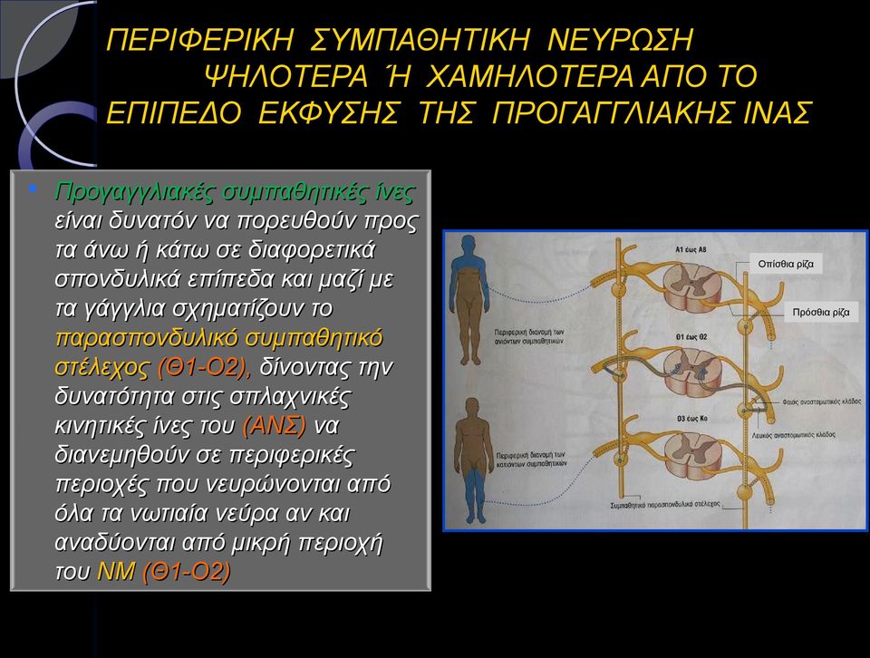 παρασπονδυλικό συμπαθητικό στέλεχος (Θ1-Ο2), δίνοντας την δυνατότητα στις σπλαχνικές κινητικές ίνες του (ΑΝΣ) να διανεμηθούν σε