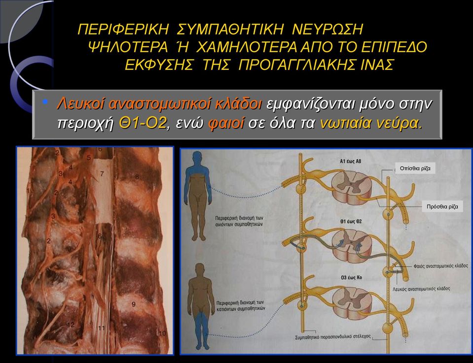 αναστομωτικοί κλάδοι εμφανίζονται μόνο στην περιοχή