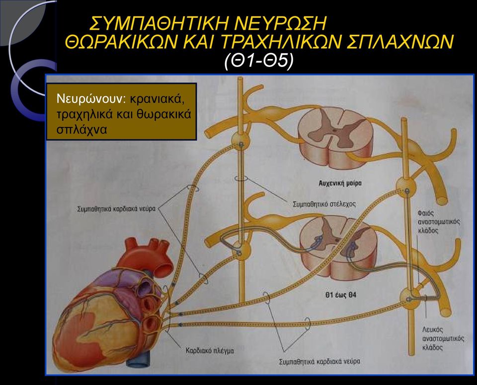 ΣΠΛΑΧΝΩΝ (Θ1-Θ5) Νευρώνουν: