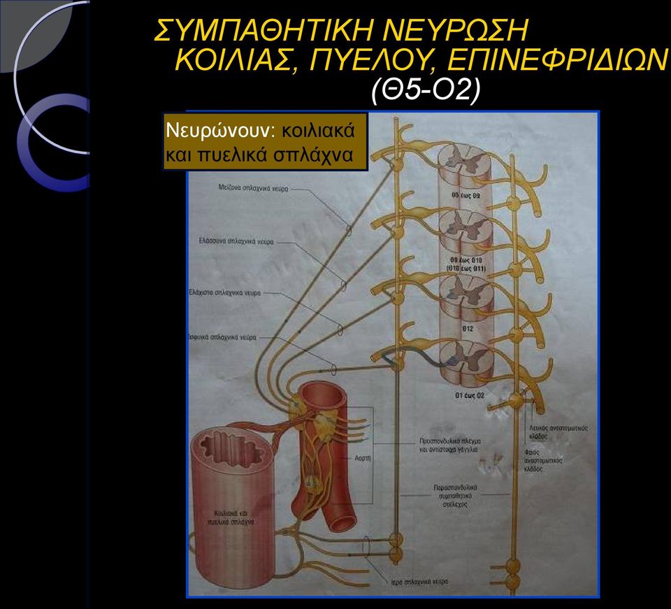 ΕΠΙΝΕΦΡΙΔΙΩΝ (Θ5-Ο2)