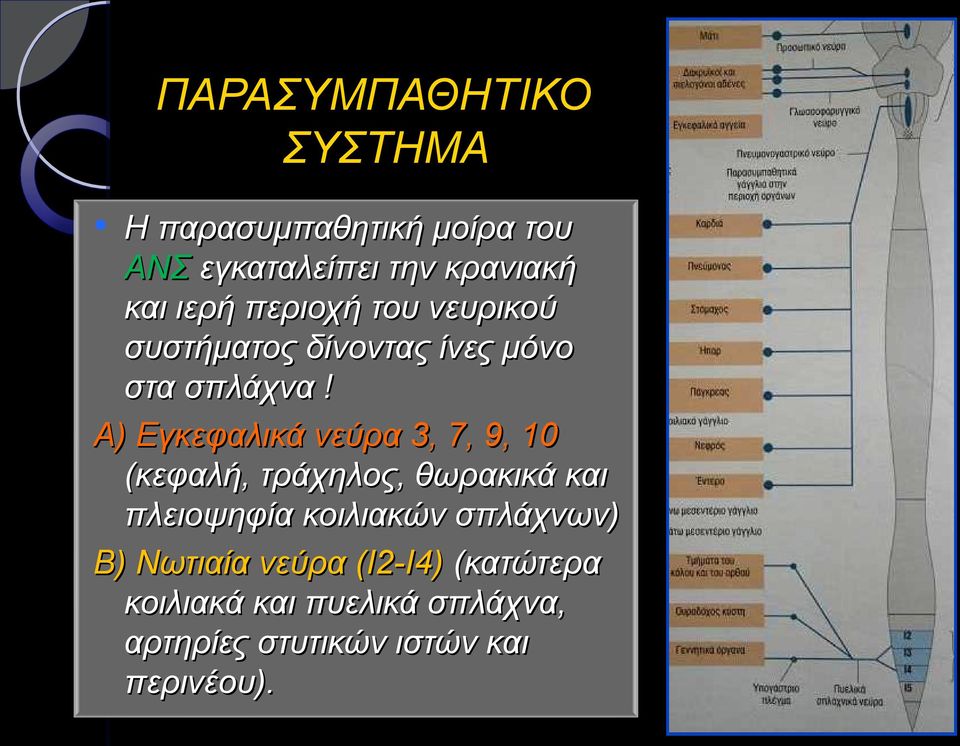 Α) Εγκεφαλικά νεύρα 3, 7, 9, 10 (κεφαλή, τράχηλος, θωρακικά και πλειοψηφία κοιλιακών