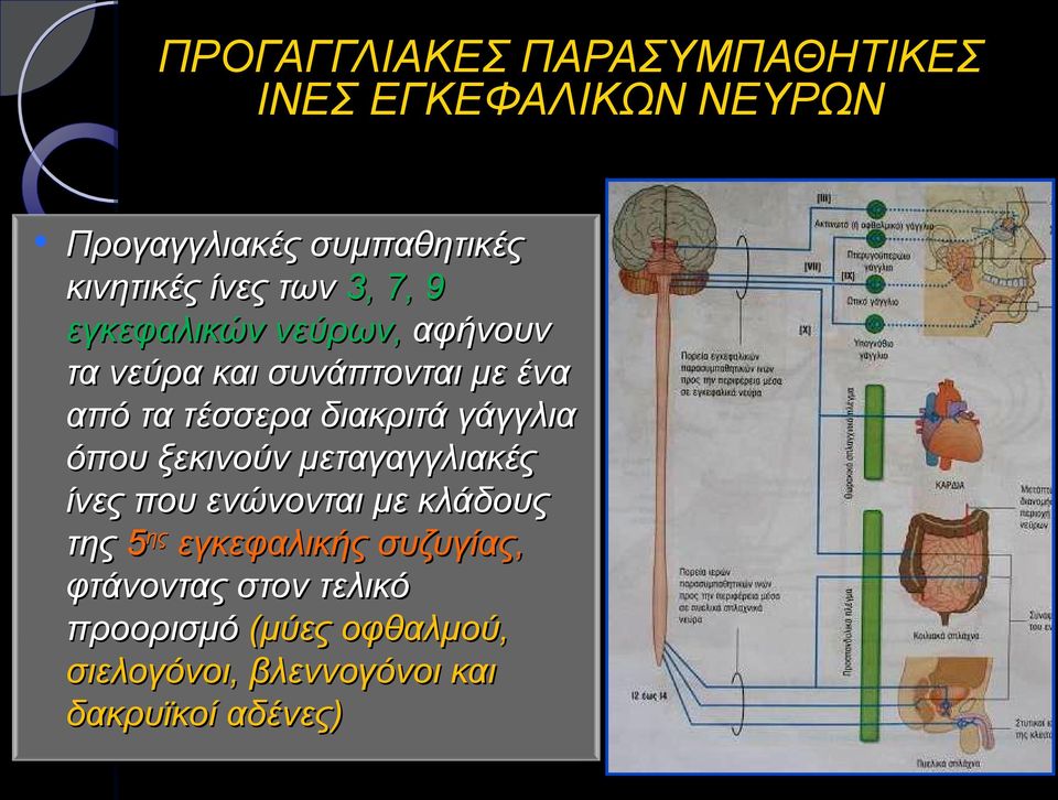 διακριτά γάγγλια όπου ξεκινούν μεταγαγγλιακές ίνες που ενώνονται με κλάδους της 5ης εγκεφαλικής