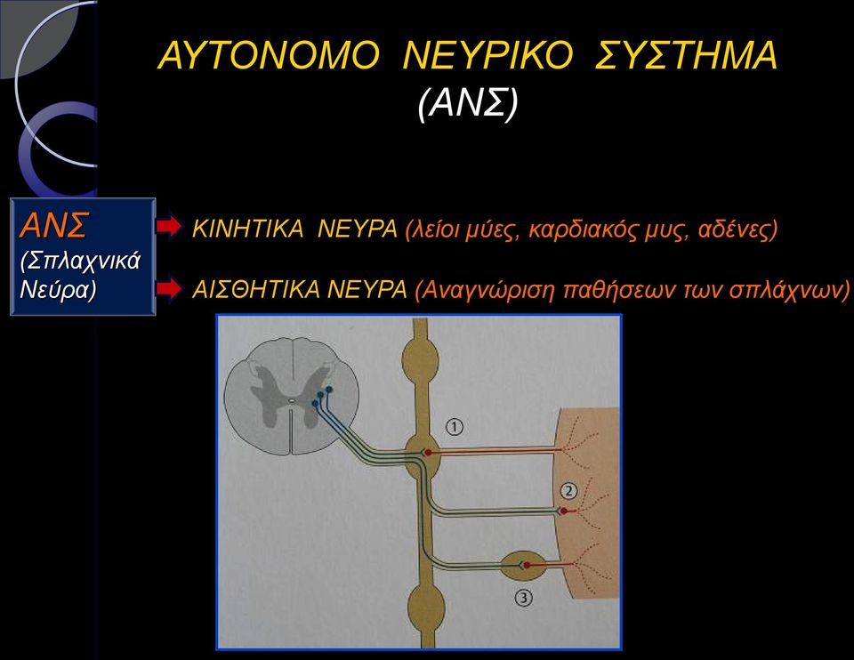 μυς, αδένες) (Σπλαχνικά Νεύρα)