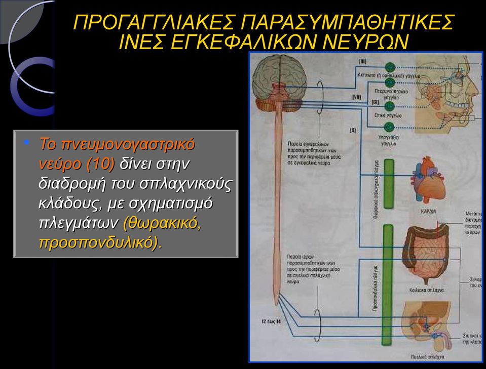 (10) δίνει στην διαδρομή του σπλαχνικούς