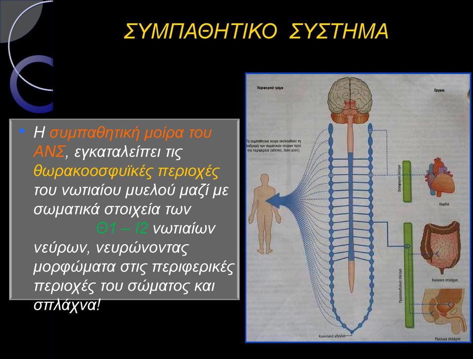 μυελού μαζί με σωματικά στοιχεία των Θ1 Ι2 νωτιαίων