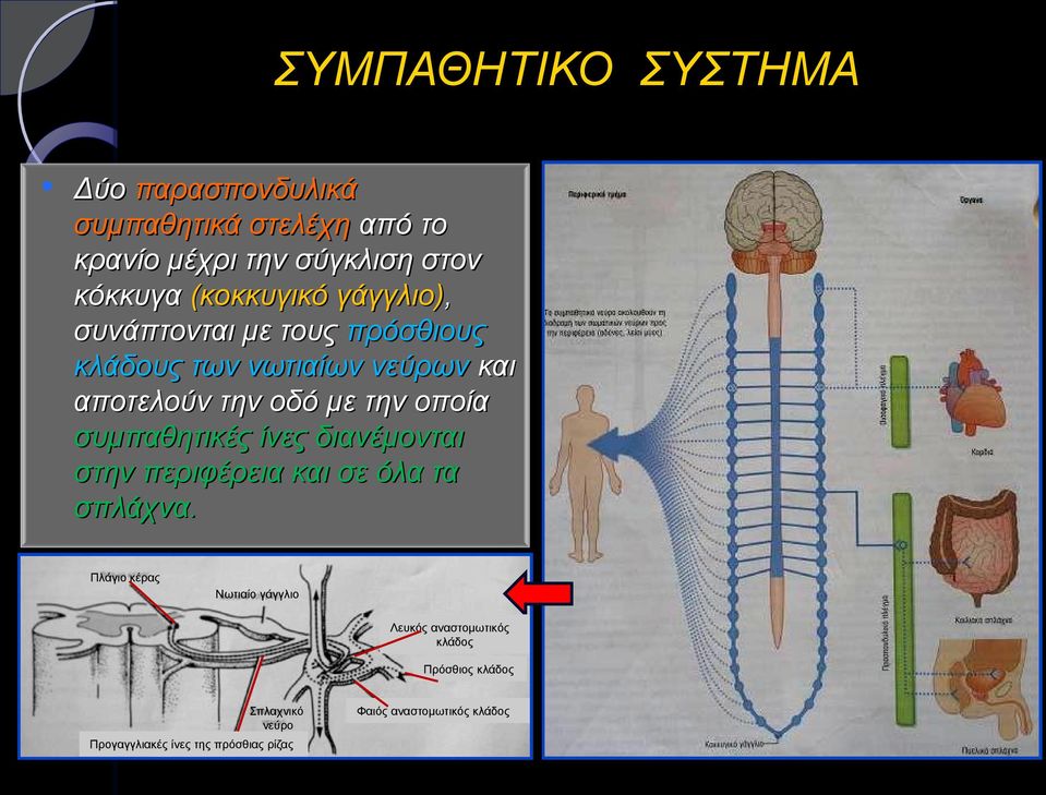 οποία συμπαθητικές ίνες διανέμονται στην περιφέρεια και σε όλα τα σπλάχνα.