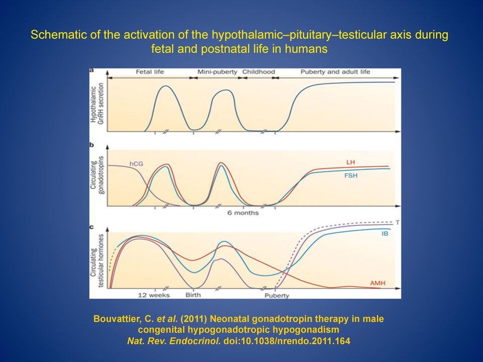 (2011) Neonatal gonadotropin therapy in male congenital