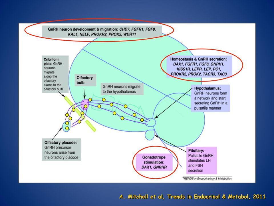 in Endocrinol