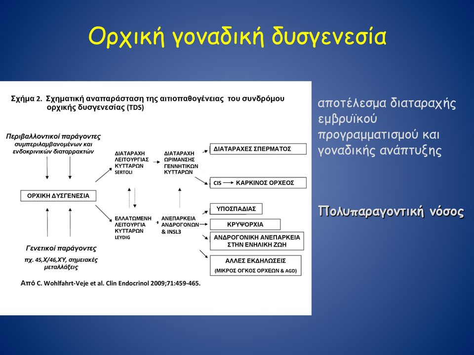 ΛΕΙΤΟΥΡΓΙΑΣ ΚΥΤΤΑΡΩΝ SERTOLI ΔΙΑΤΑΡΑΧΗ ΩΡΙΜΑΝΣΗΣ ΓΕΝΝΗΤΙΚΩΝ ΚΥΤΤΑΡΩΝ ΔΙΑΤΑΡΑΧΕΣ ΣΠΕΡΜΑΤΟΣ CIS ΚΑΡΚΙΝΟΣ ΟΡΧΕΟΣ αποτέλεσµα διαταραχής εµβρυϊκού προγραµµατισµού και γοναδικής