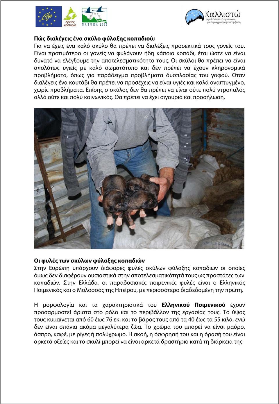 Οι σκύλοι θα πρέπει να είναι απολύτως υγιείς με καλό σωματότυπο και δεν πρέπει να έχουν κληρονομικά προβλήματα, όπως για παράδειγμα προβλήματα δυσπλασίας του γοφού.