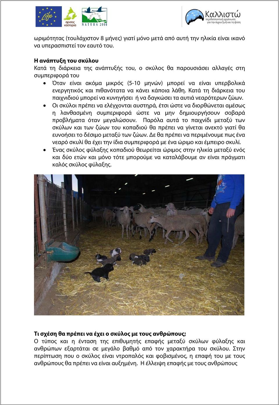 πιθανότατα να κάνει κάποια λάθη. Κατά τη διάρκεια του παιχνιδιού μπορεί να κυνηγήσει ή να δαγκώσει τα αυτιά νεαρότερων ζώων.