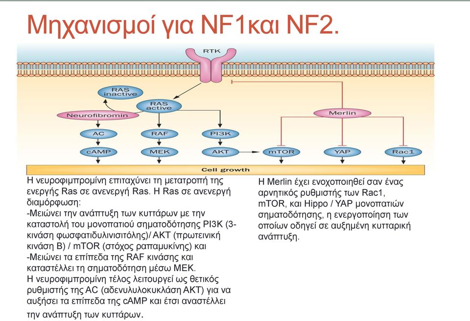 (στόχος ραπαμυκίνης) και -Μειώνει τα επίπεδα της RAF κινάσης και καταστέλλει τη σηματοδότηση μέσω ΜΕΚ.