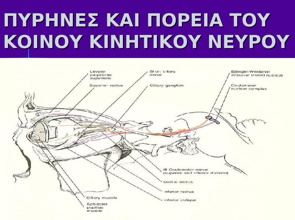 ΚΟΙΝΟΥ
