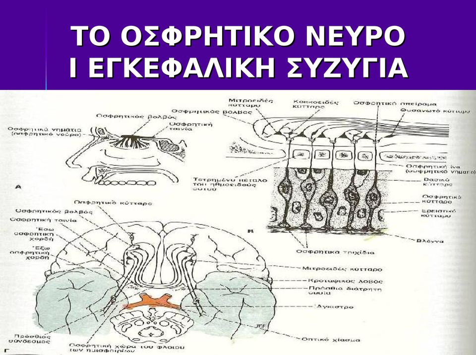 ΝΕΥΡΟ Ι