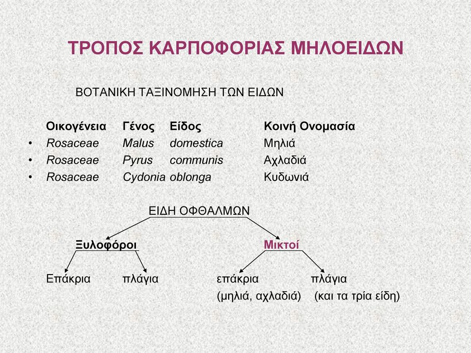 communis Αχλαδιά Rosaceae Cydonia oblonga Κυδωνιά ΕΙΔΗ ΟΦΘΑΛΜΩΝ