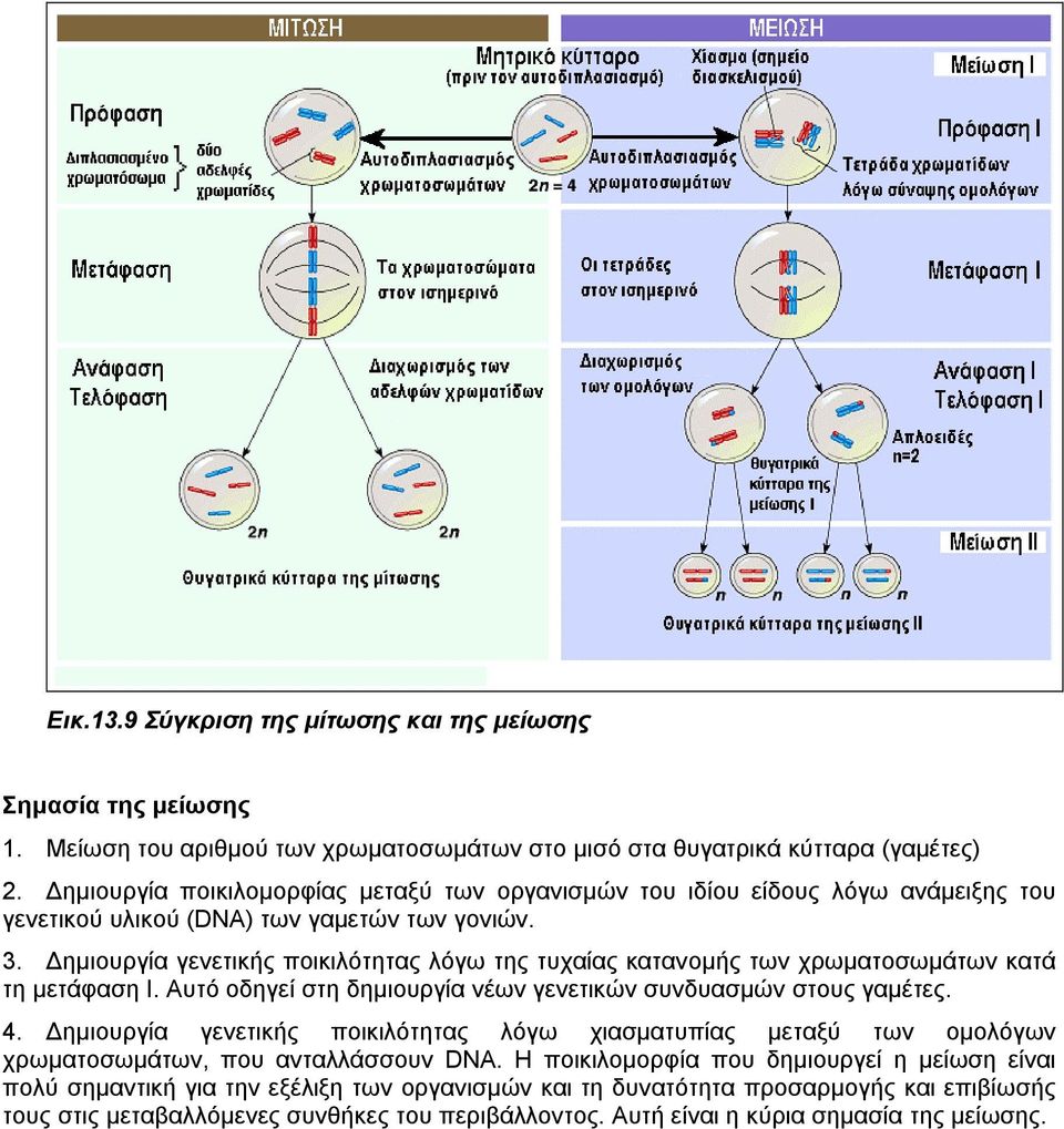 ηµιουργία γενετικής ποικιλότητας λόγω της τυχαίας κατανοµής των χρωµατοσωµάτων κατά τη µετάφαση I. Αυτό οδηγεί στη δηµιουργία νέων γενετικών συνδυασµών στους γαµέτες. 4.