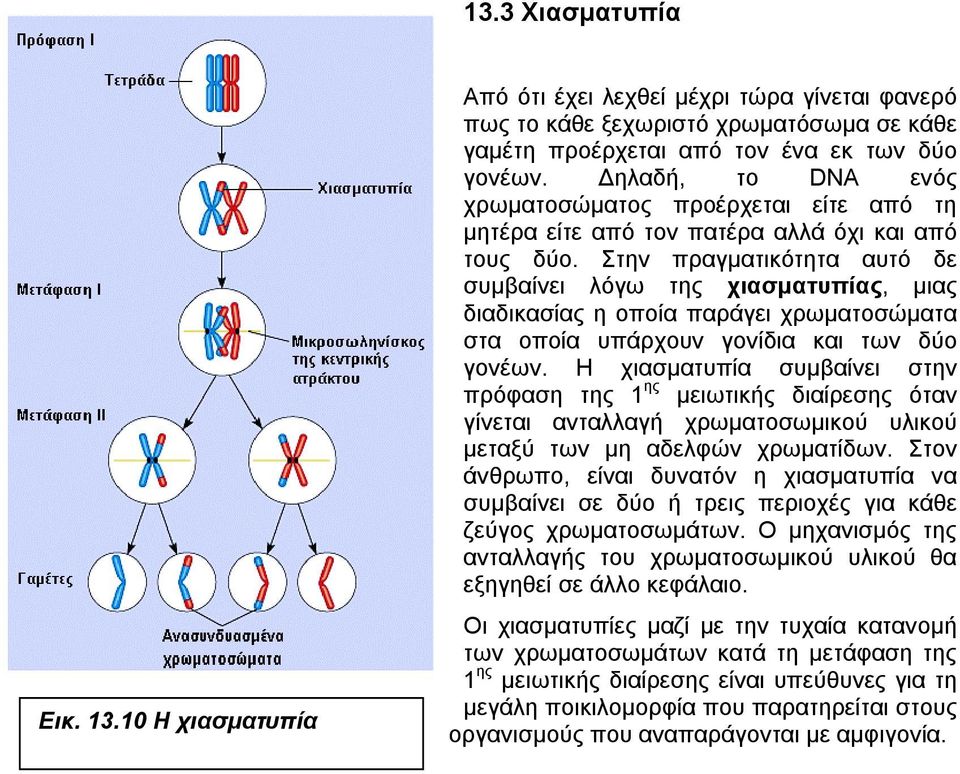 Στην πραγµατικότητα αυτό δε συµβαίνει λόγω της χιασµατυπίας, µιας διαδικασίας η οποία παράγει στα οποία υπάρχουν γονίδια και των δύο γονέων.