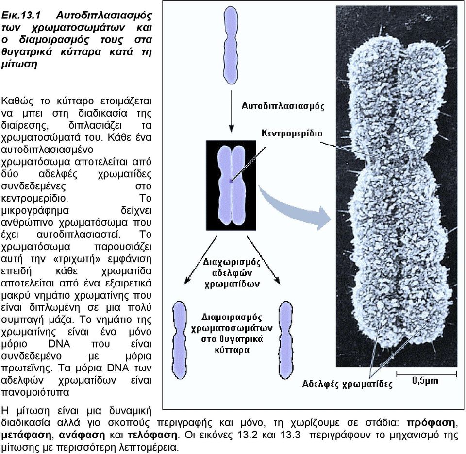 Κάθε ένα αυτοδιπλασιασµένο χρωµατόσωµα αποτελείται από δύο αδελφές χρωµατίδες συνδεδεµένες στο κεντροµερίδιο. Το µικρογράφηµα δείχνει ανθρώπινο χρωµατόσωµα που έχει αυτοδιπλασιαστεί.