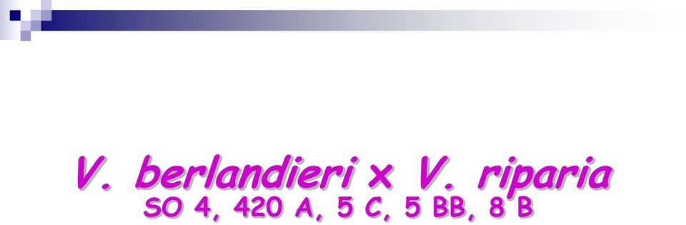 riparia SO 4,