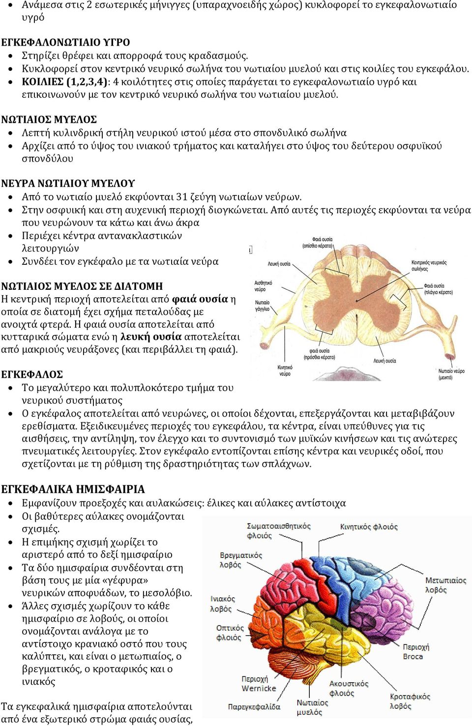ΚΟΙΛΙΕΣ (1,2,3,4): 4 κοιλότητες στις οποίες παράγεται το εγκεφαλονωτιαίο υγρό και επικοινωνούν με τον κεντρικό νευρικό σωλήνα του νωτιαίου μυελού.