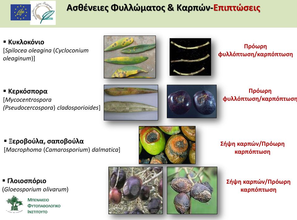 cladosporioides] Πρόωρη φυλλόπτωση/καρπόπτωση Ξεροβούλα, σαποβούλα [Macrophoma