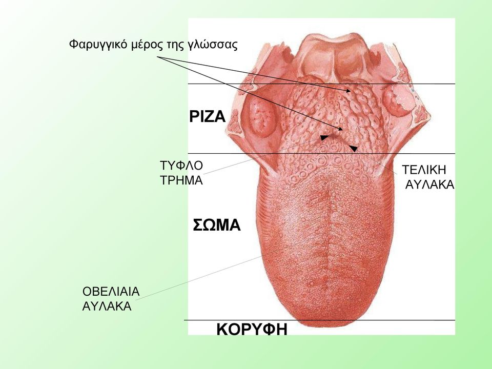 ΤΡΗΜΑ ΤΕΛΙΚΗ ΑΥΛΑΚΑ