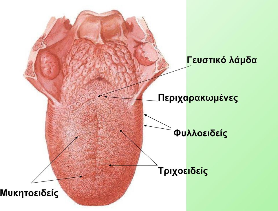 Φυλλοειδείς