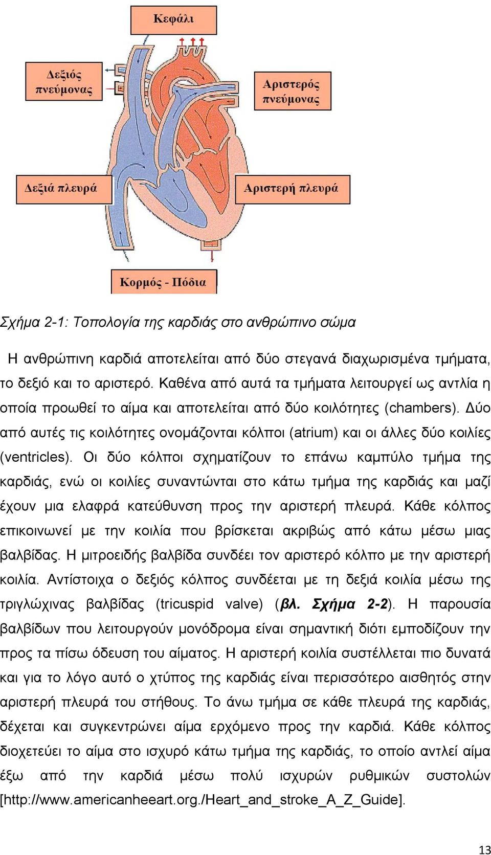 Δύο από αυτές τις κοιλότητες ονομάζονται κόλποι (atrium) και οι άλλες δύο κοιλίες (ventricles).