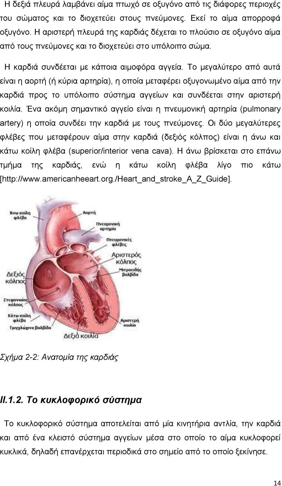 Το μεγαλύτερο από αυτά είναι η αορτή (ή κύρια αρτηρία), η οποία μεταφέρει οξυγονωμένο αίμα από την καρδιά προς το υπόλοιπο σύστημα αγγείων και συνδέεται στην αριστερή κοιλία.