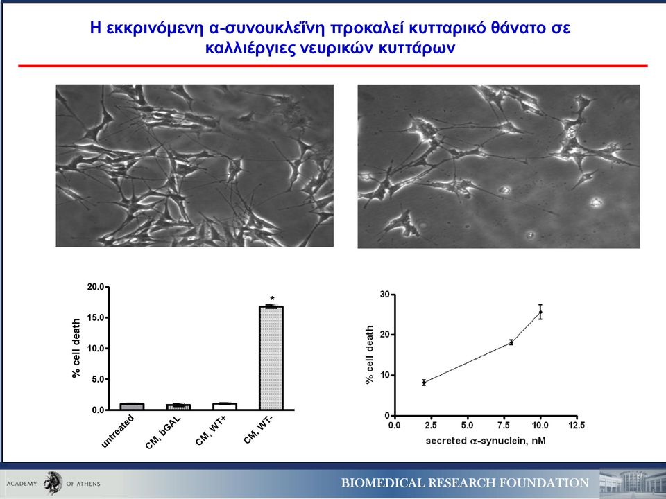 σε καλλιέργιες νευρικών κυττάρων 20.