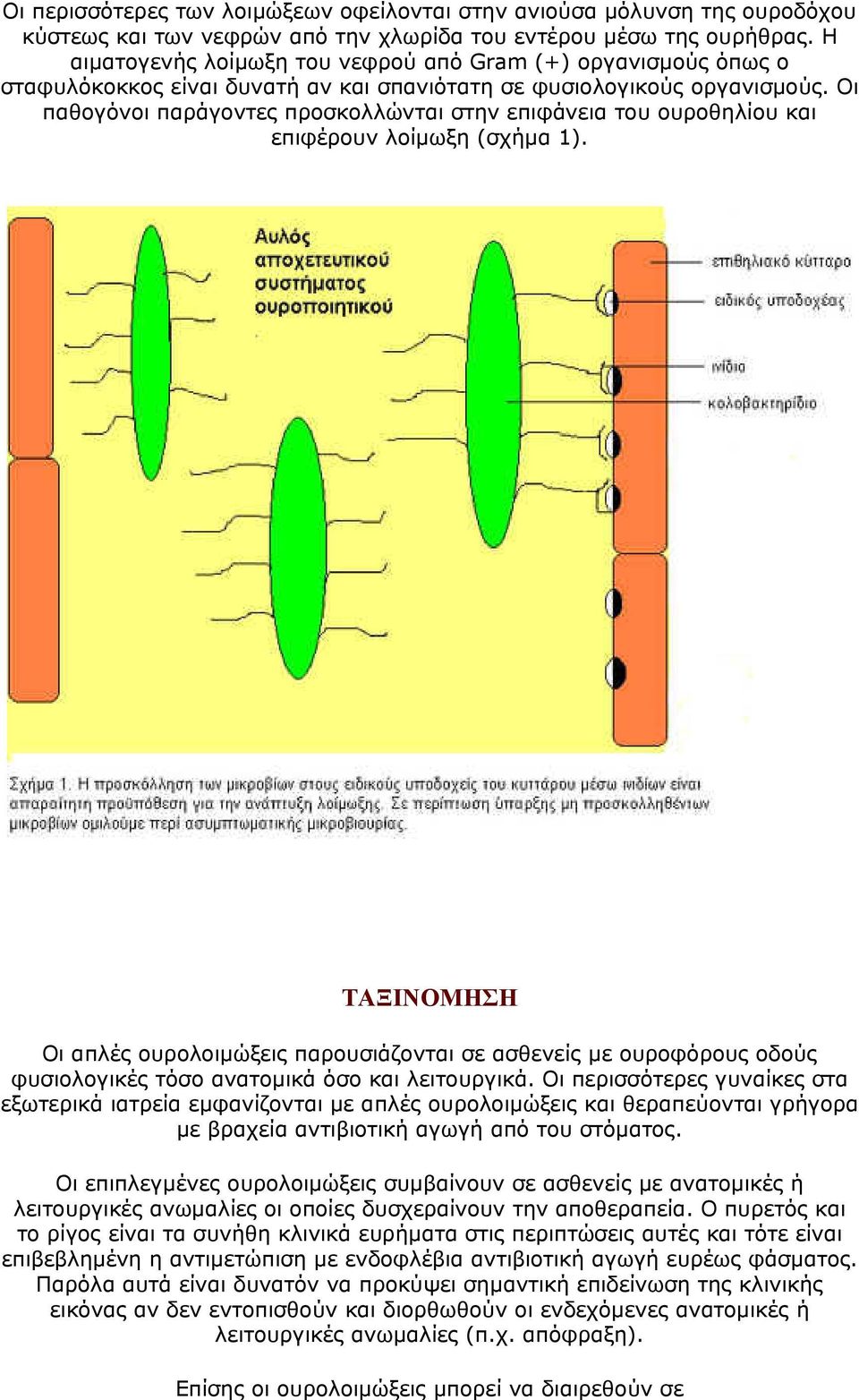 Oι παθογόνοι παράγοντες προσκολλώνται στην επιφάνεια του ουροθηλίου και επιφέρουν λοίμωξη (σχήμα 1).