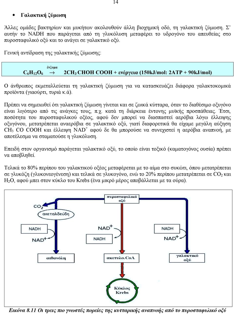 Γενική αντίδραση της γαλακτικής ζύµωσης: ένζυµα C 6 H 12 O 6 2CH 3 CHOH COOH + ενέργεια (150kJ/mol: 2ATP + 90kJ/mol) Ο άνθρωπος εκµεταλλεύεται τη γαλακτική ζύµωση για να κατασκευάζει διάφορα