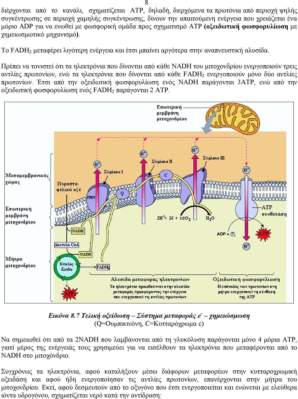 Το FADH 2 µεταφέρει λιγότερη ενέργεια και έτσι µπαίνει αργότερα στην αναπνευστική αλυσίδα.